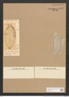 Surirella palmeriana Grev. (de-Toni-Nr.: Genus 53, Species 2255) Zeichnungen Sammlung Grunow Nr. 4685 (NHMW-BOT-W0372762)
